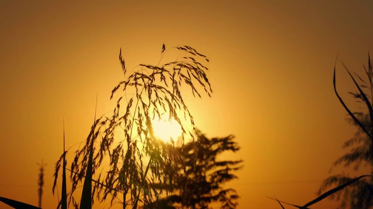 黄昏时分夕阳下随风摇曳的芦苇花视频素材