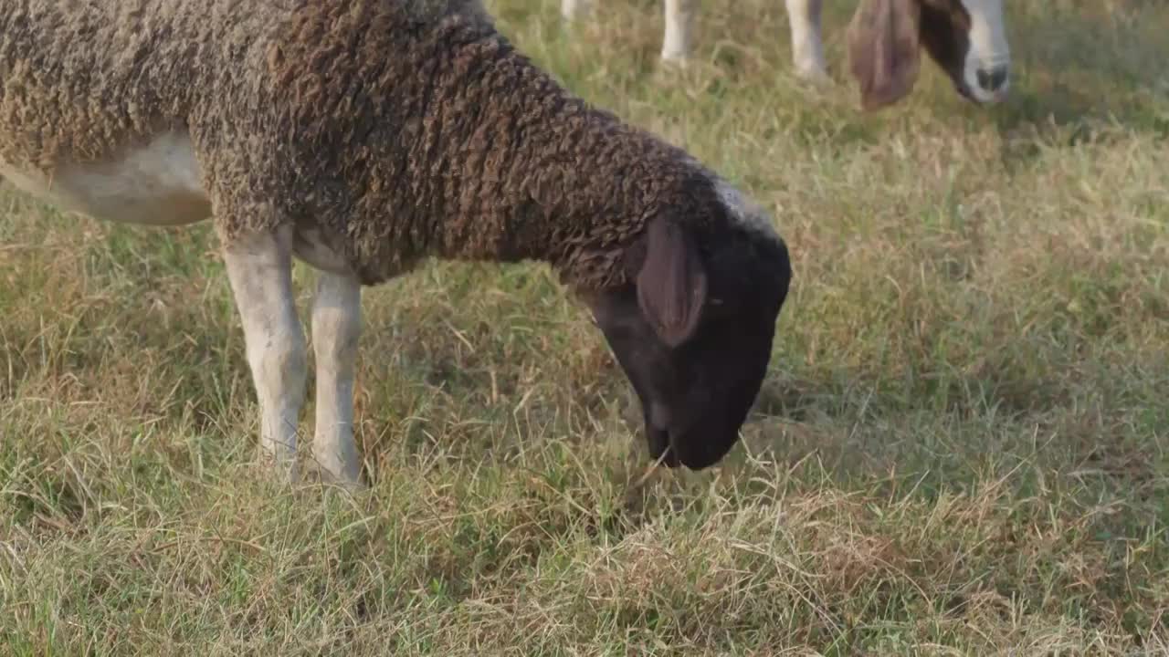 一群山羊绵羊在草地吃草视频素材