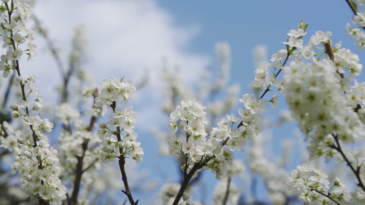 阳春三月李花盛开视频素材