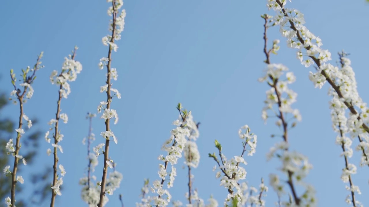 阳春三月李花盛开视频素材