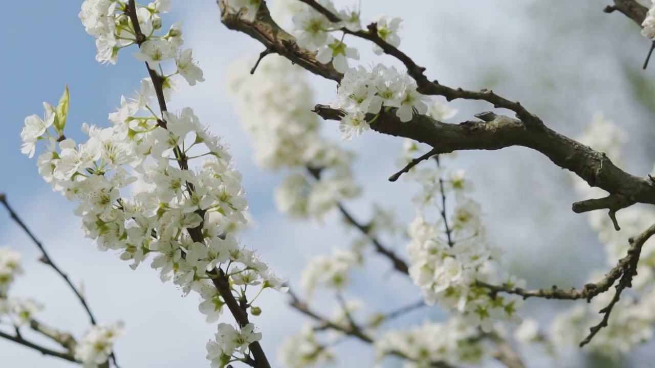 阳春三月李花盛开视频素材