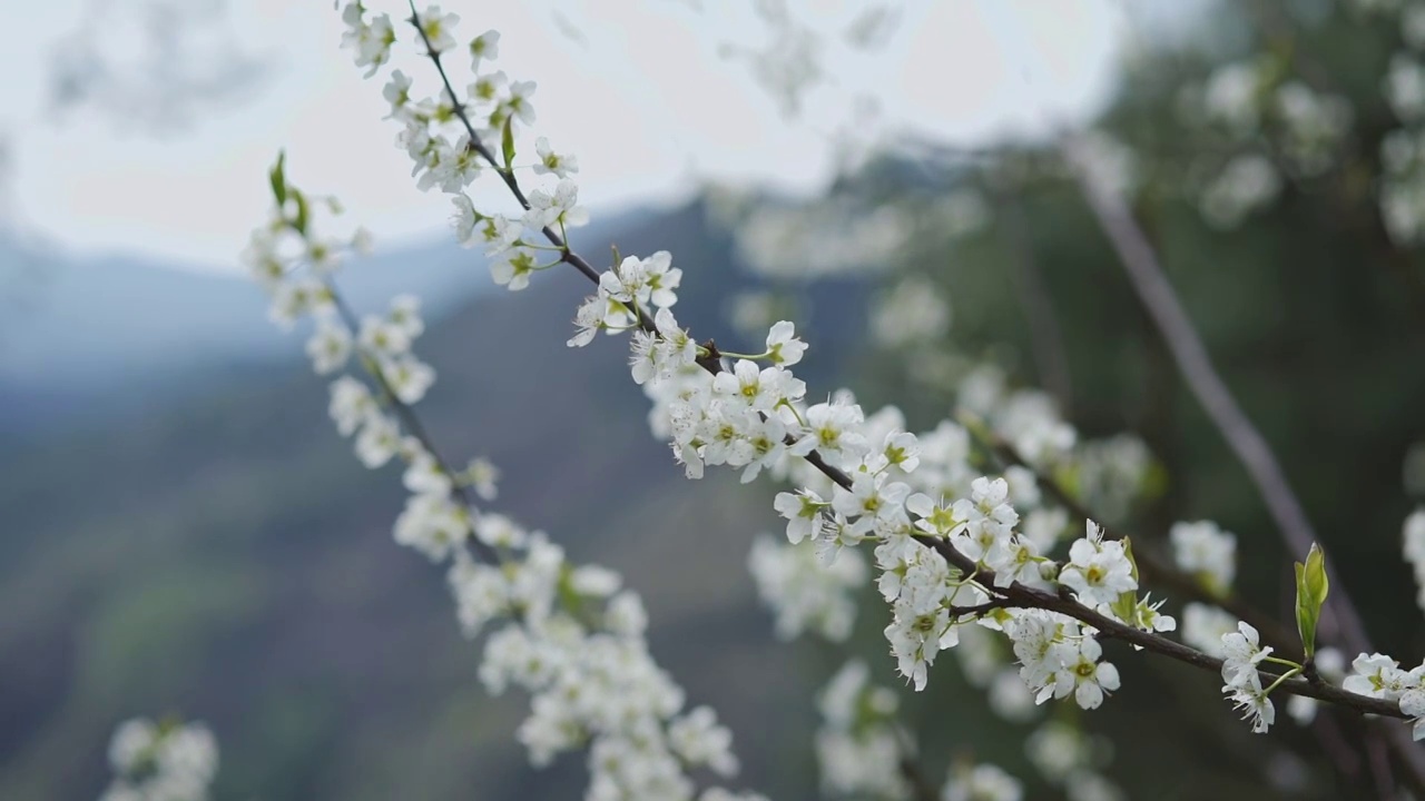 阳春三月李花盛开视频素材