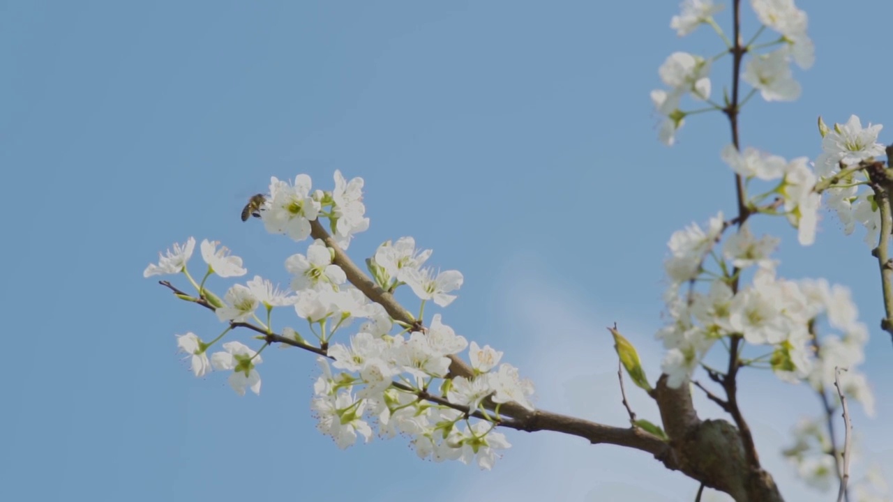 春天蜜蜂在李花上采蜜视频素材