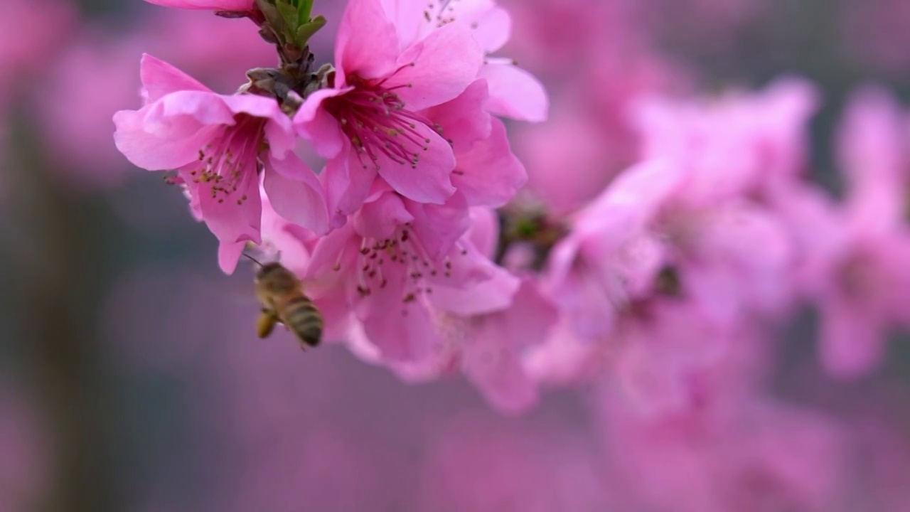 桃花开了视频素材