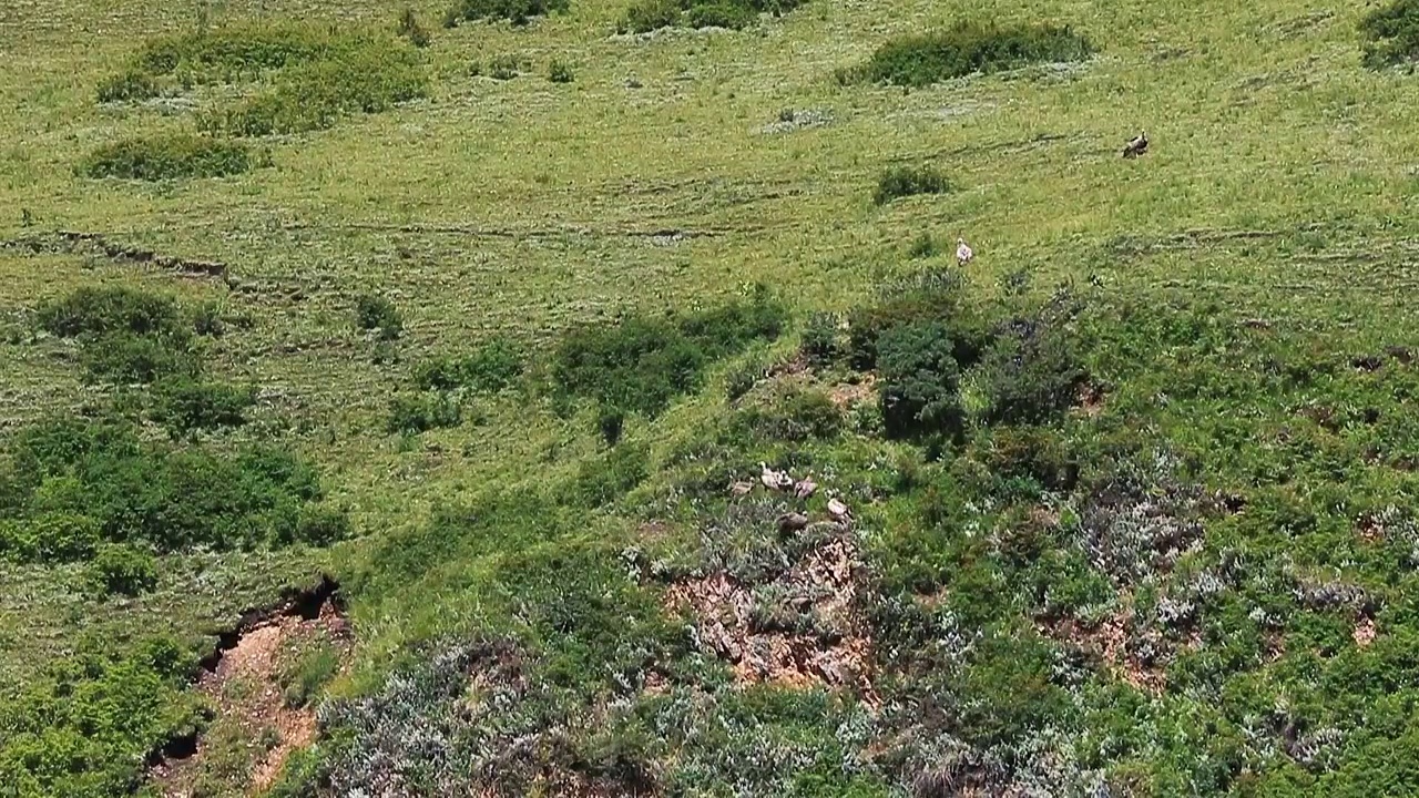 阿坝草原鹰视频素材