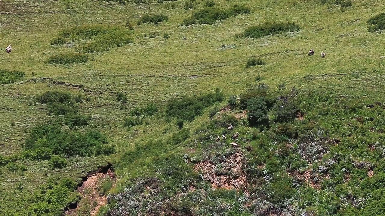 阿坝草原鹰视频素材