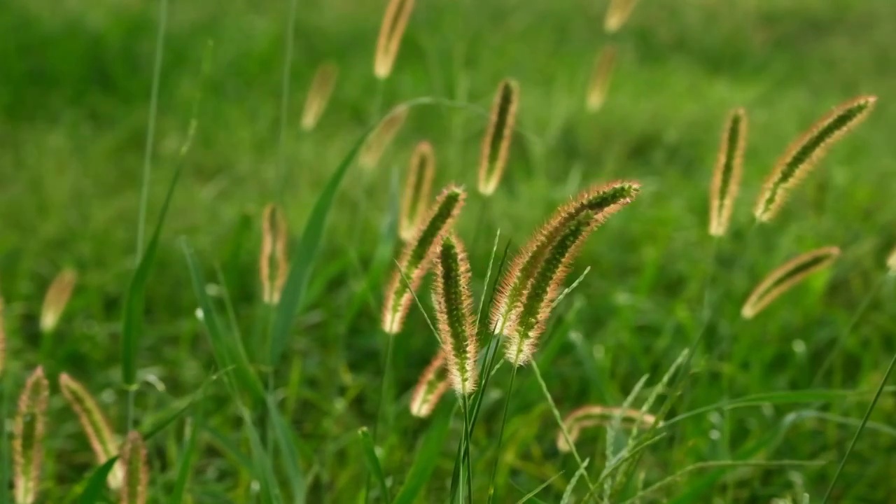 风吹野草逆光慢镜头夕阳狗尾巴草视频素材