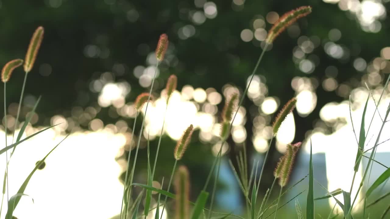 风吹野草逆光慢镜头夕阳狗尾巴草视频素材