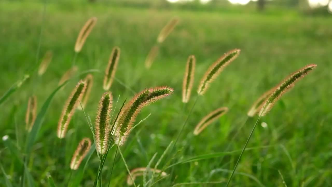 风吹野草逆光慢镜头夕阳狗尾巴草视频素材