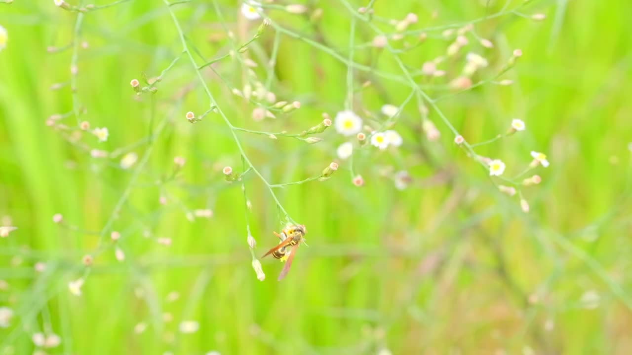 野花上飞舞采蜜的胡蜂黄蜂小清新自然美好视频素材