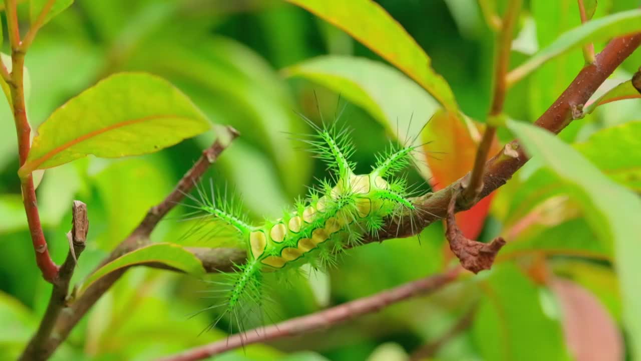 在果树上啃食树叶的毛虫视频素材