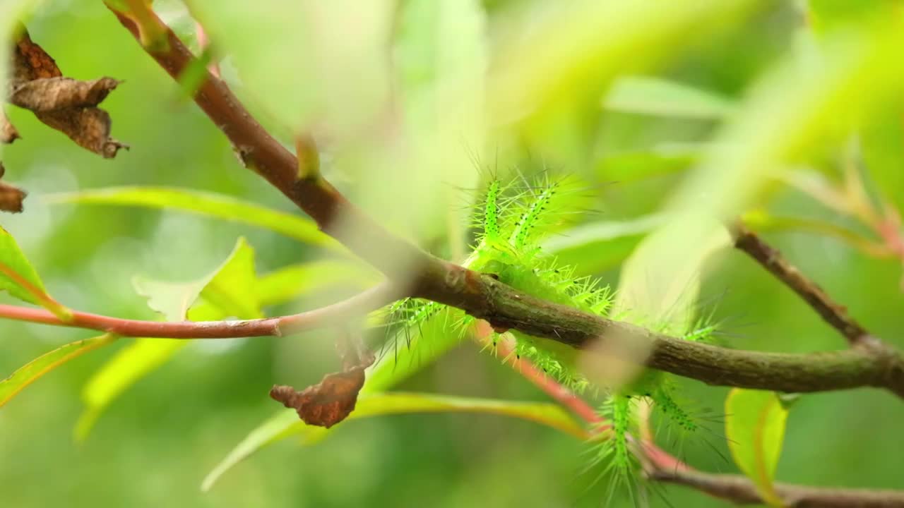 在果树上啃食树叶的毛虫视频素材