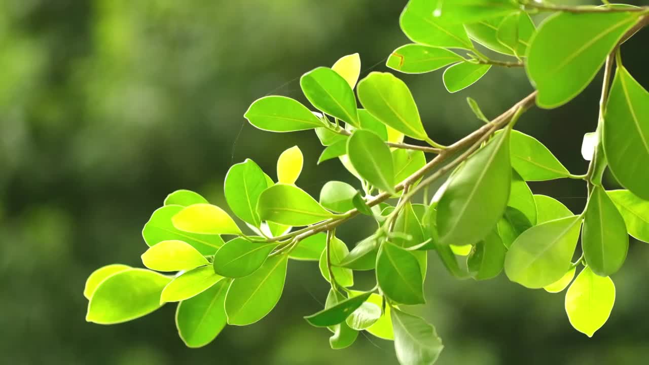 阳光下逆光的树叶摆动慢镜头视频素材