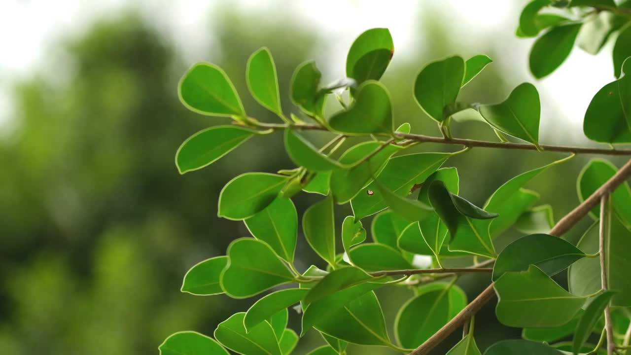 阳光下逆光的树叶摆动慢镜头视频素材