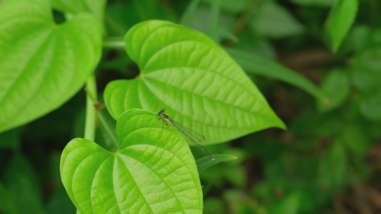 野外叶片上飞舞的蜻蜓视频素材