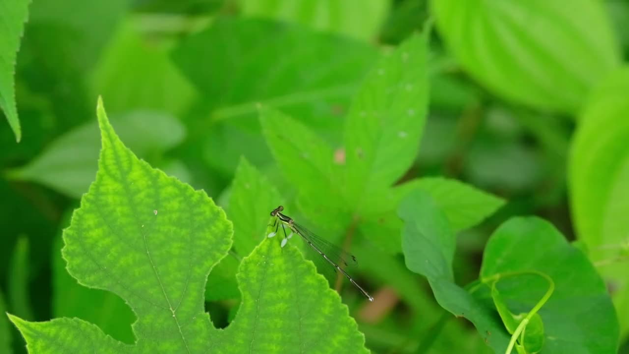 野外叶片上飞舞的蜻蜓视频素材