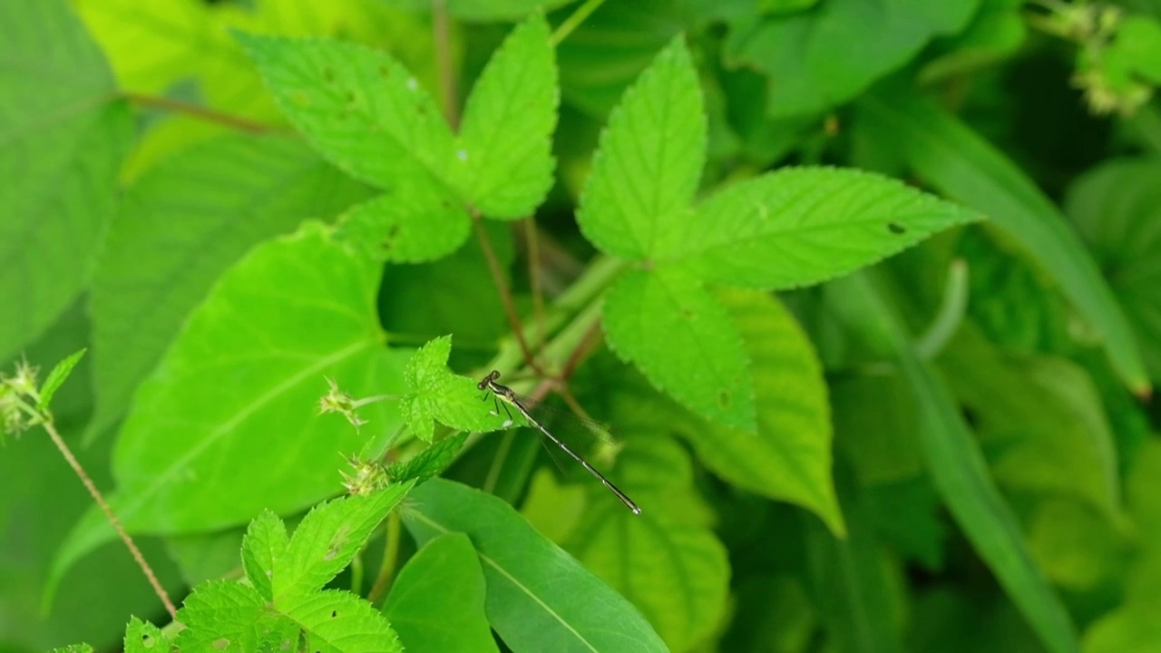 野外叶片上飞舞的蜻蜓视频素材