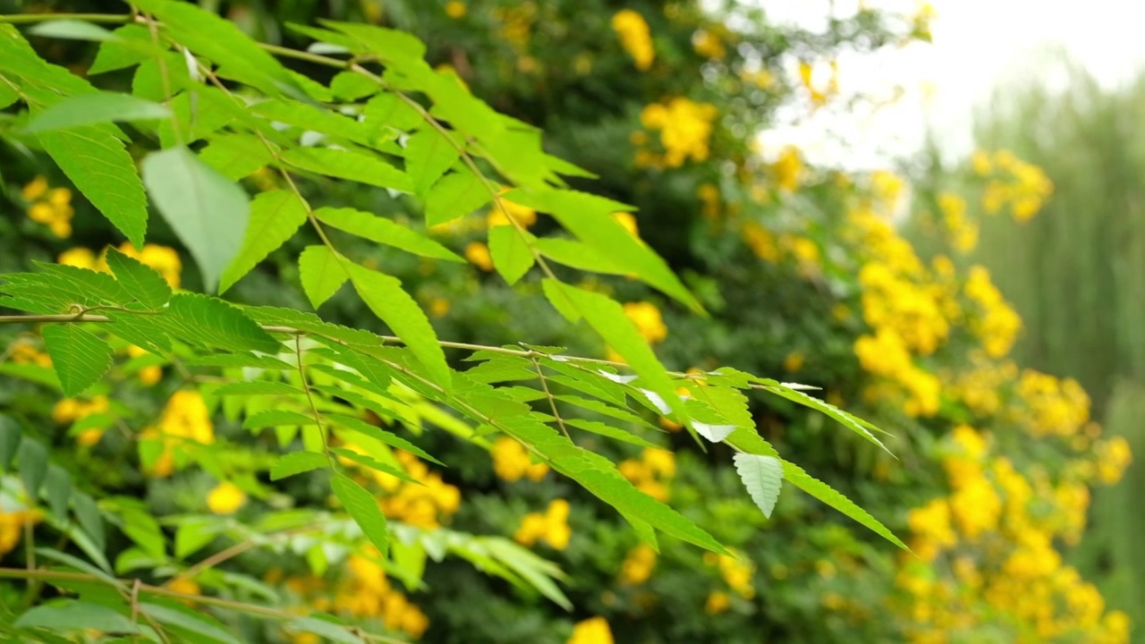 决明子树叶黄色花朵随风摆动慢镜头视频素材