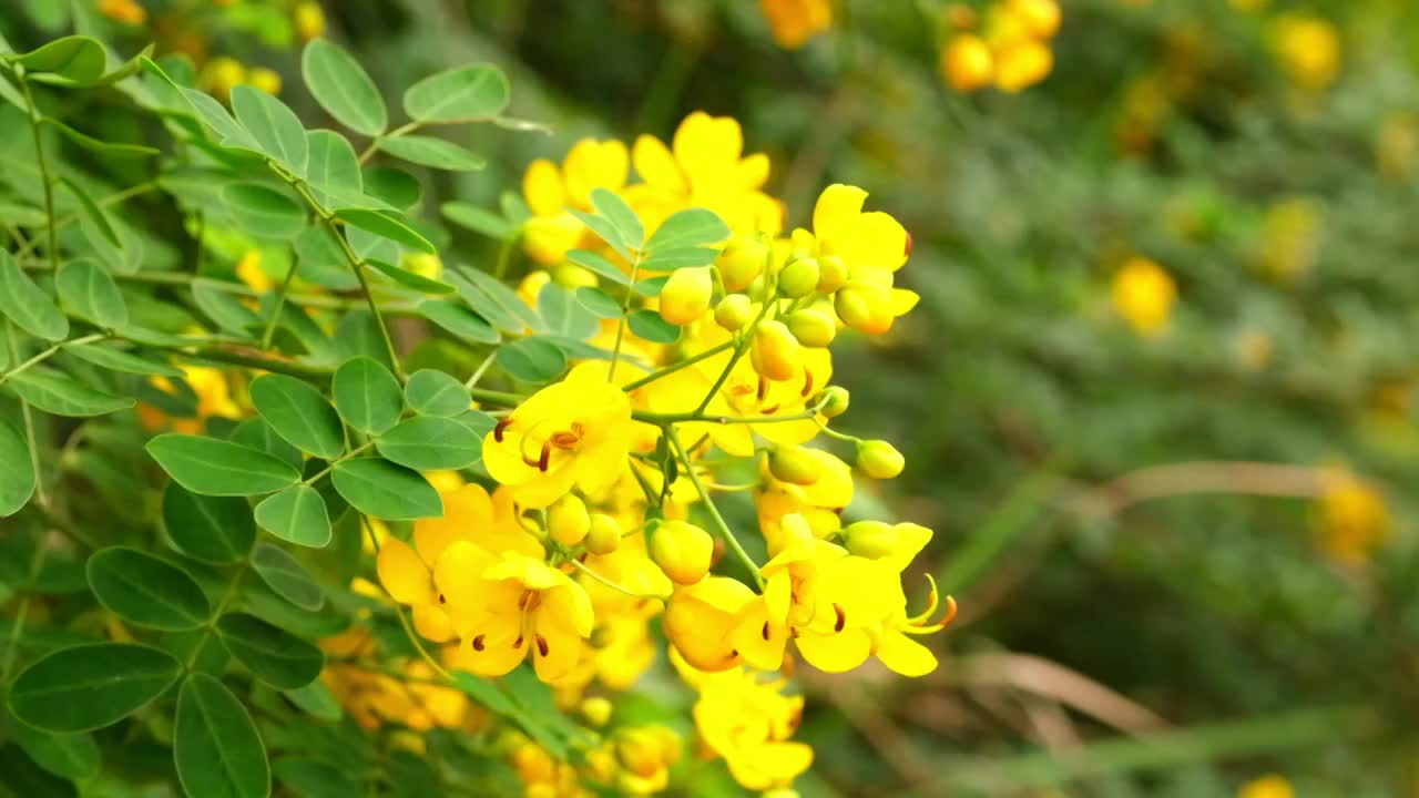 决明子树叶黄色花朵随风摆动慢镜头视频素材