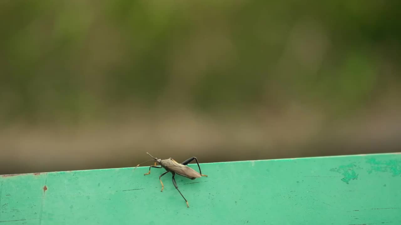 马路围栏上爬动的昆虫视频素材