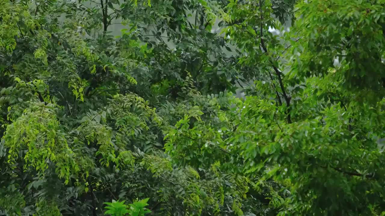 暴雨中的森林公园里绿色的树木植物视频素材