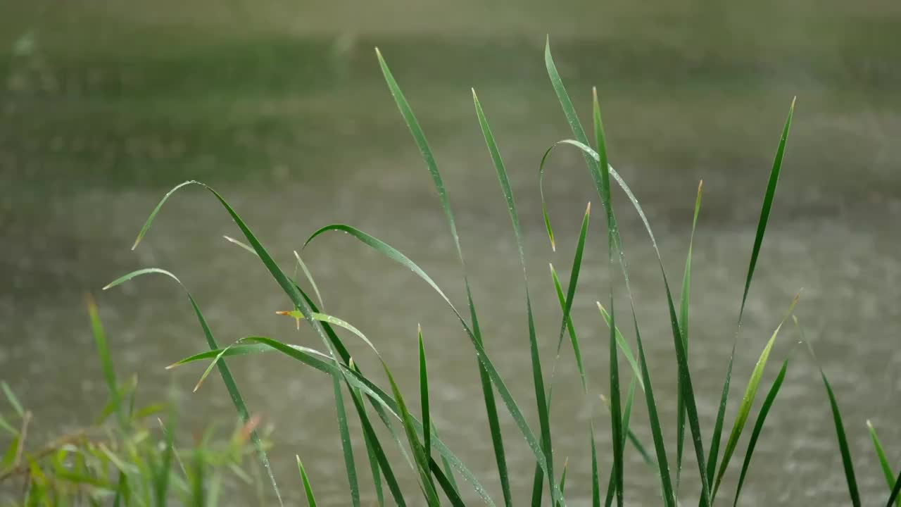 雨中池塘前的野草视频素材