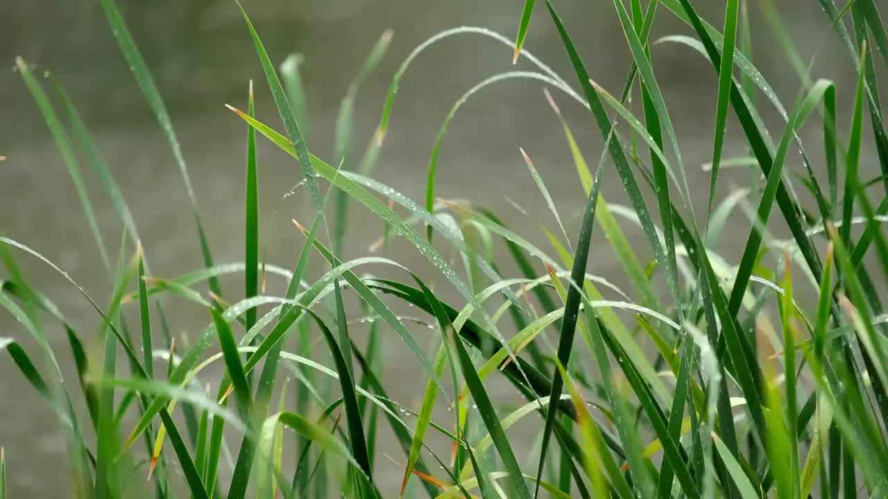 雨中池塘前的野草视频素材