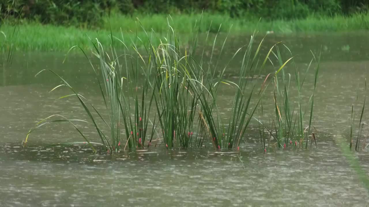 雨中池塘前的野草视频素材