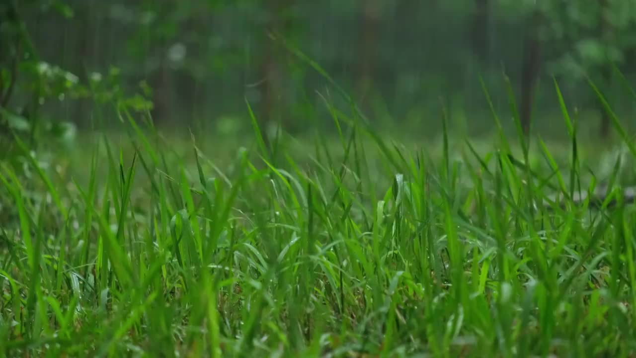 雨中池塘前的野草视频素材