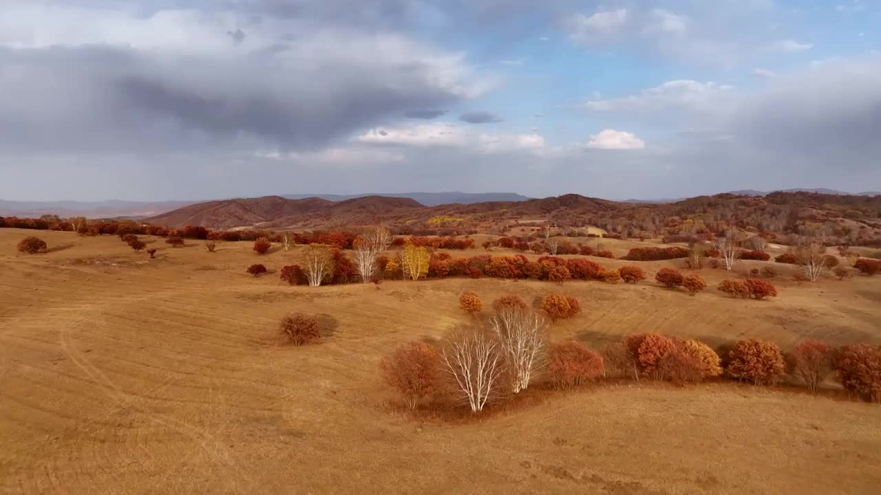 内蒙古坝上乌兰布统秋季秋天秋景彩林航拍视频素材