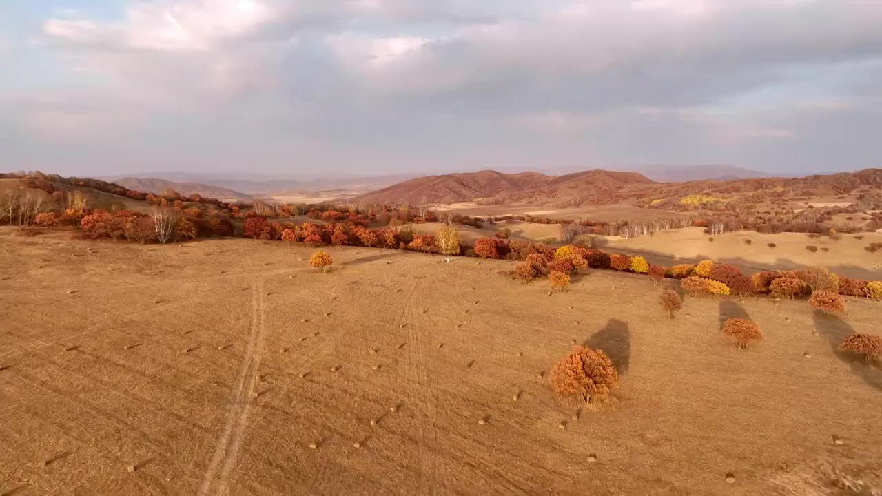 内蒙古坝上乌兰布统秋季秋天秋景彩林航拍视频素材