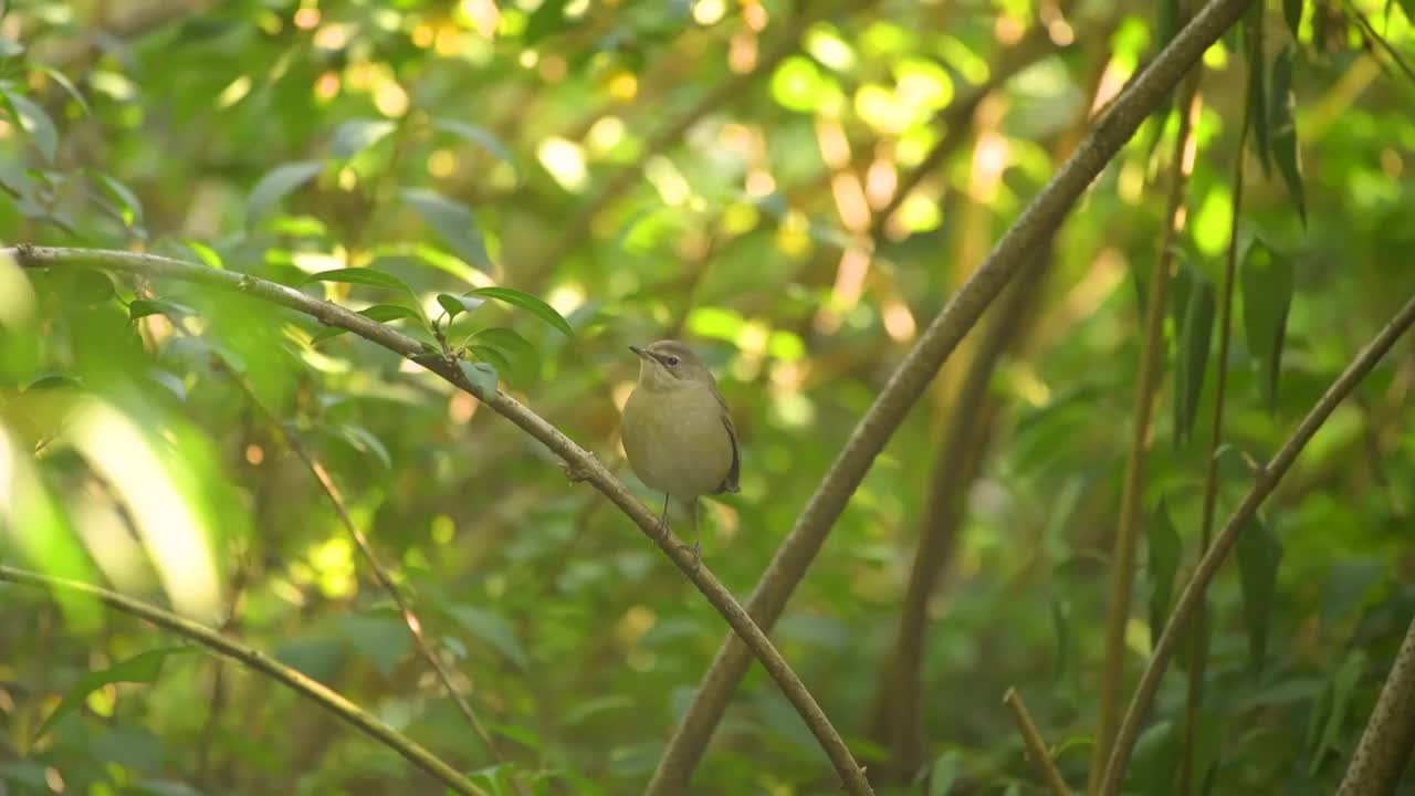 红喉歌鸲雌鸟视频素材