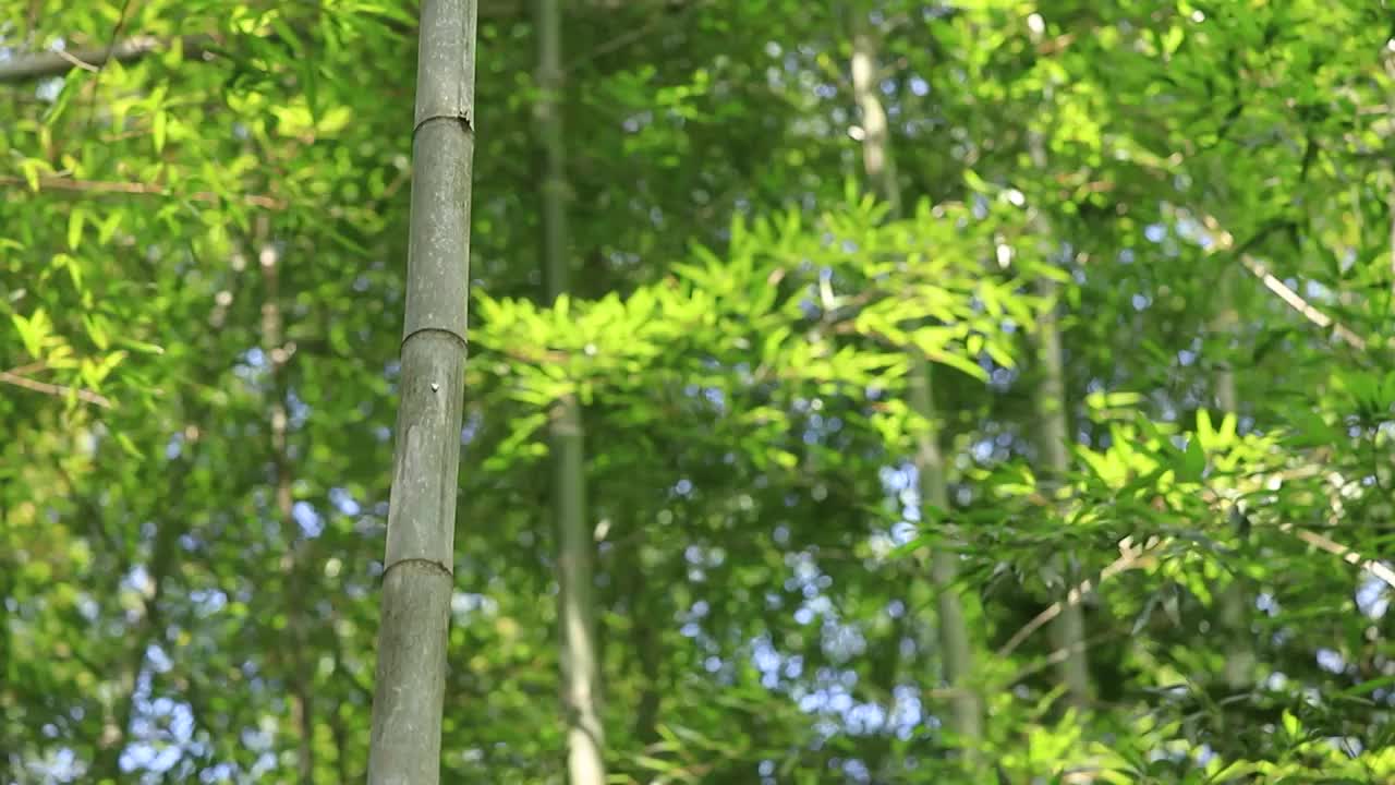 阳光下在风中摇曳的竹海竹林竹叶视频素材