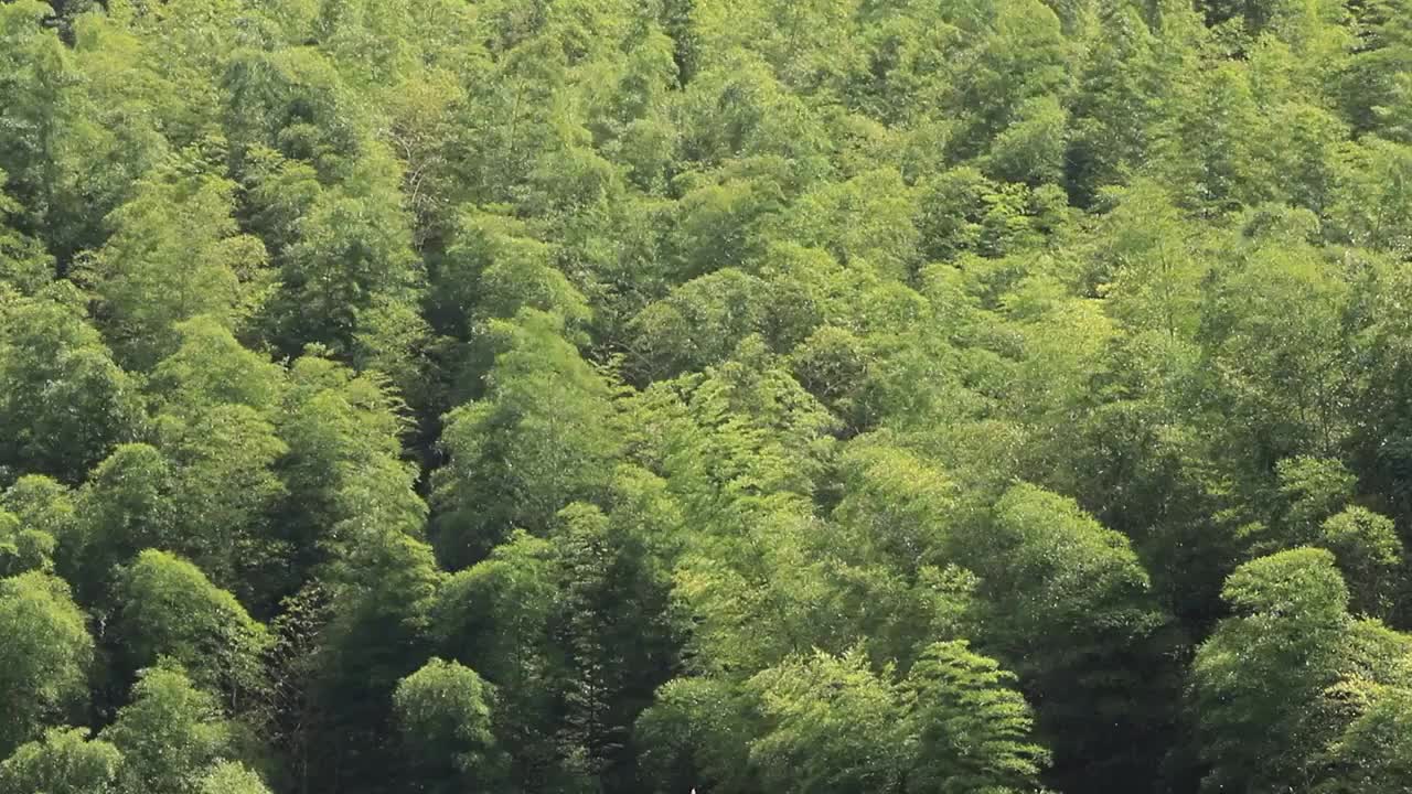 阳光下在风中摇曳的竹海竹林竹叶视频素材