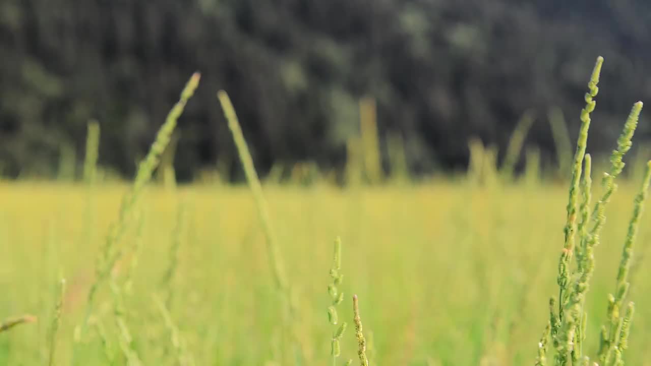 高原河边芦苇视频素材