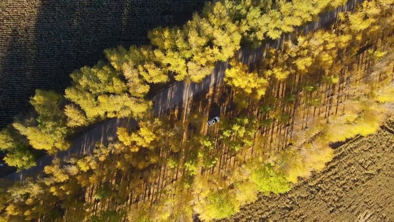 正上方视角拍摄的秋季杨树林视频素材