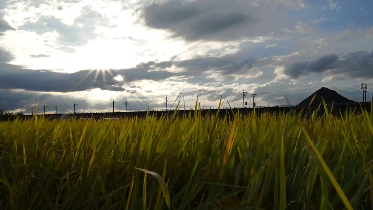 低角度拍摄夕阳下成熟稻田旁铁路桥上飞驰的高速列车视频素材