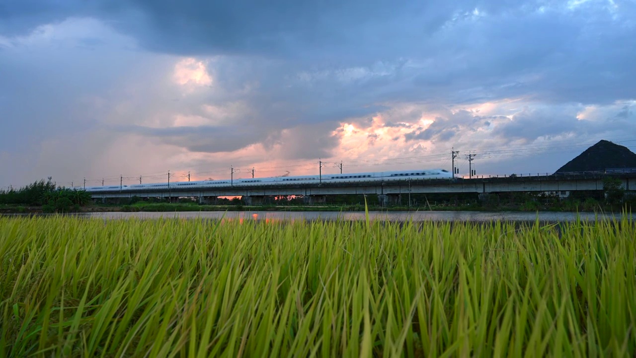 秋天夕阳下稻田旁铁路桥上行驶的高速列车视频素材