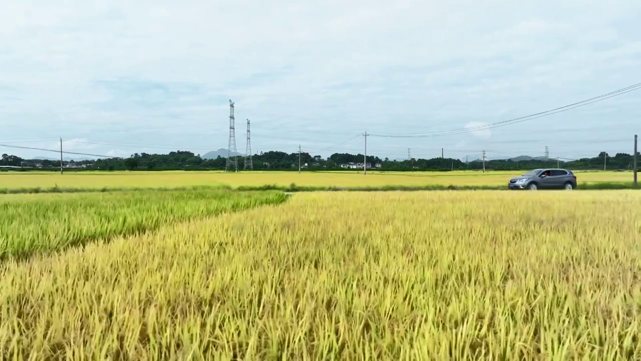 秋天阳光下乡村公路上行驶的汽车和两旁金黄色的稻田视频素材