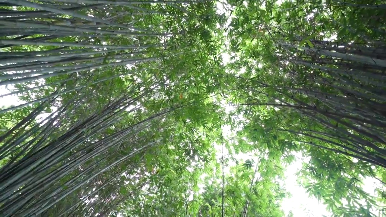 成都武侯祠红墙竹林空景风光视频素材