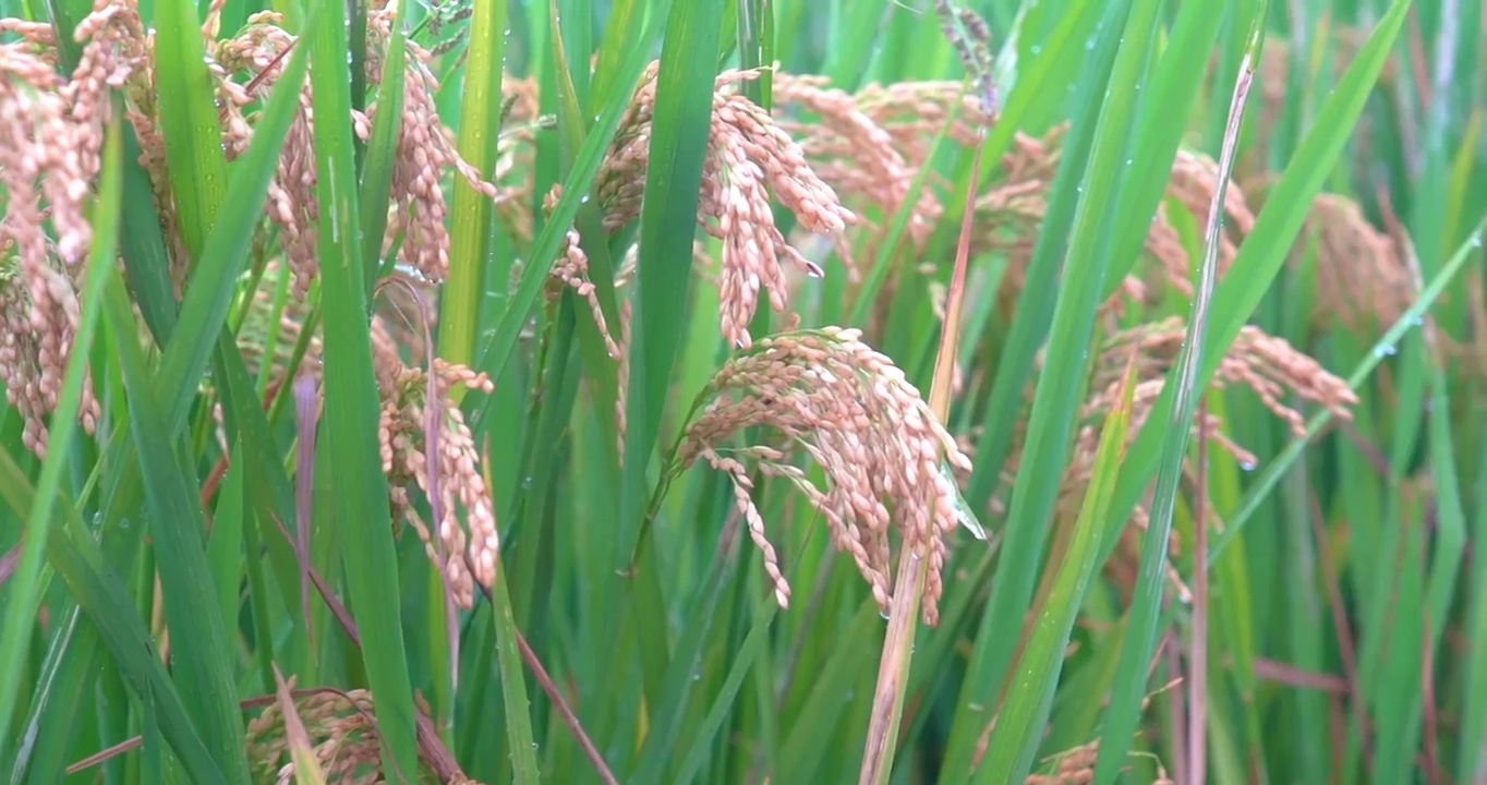 4K拍摄雨后风中即将成熟的稻穗特写镜头视频素材