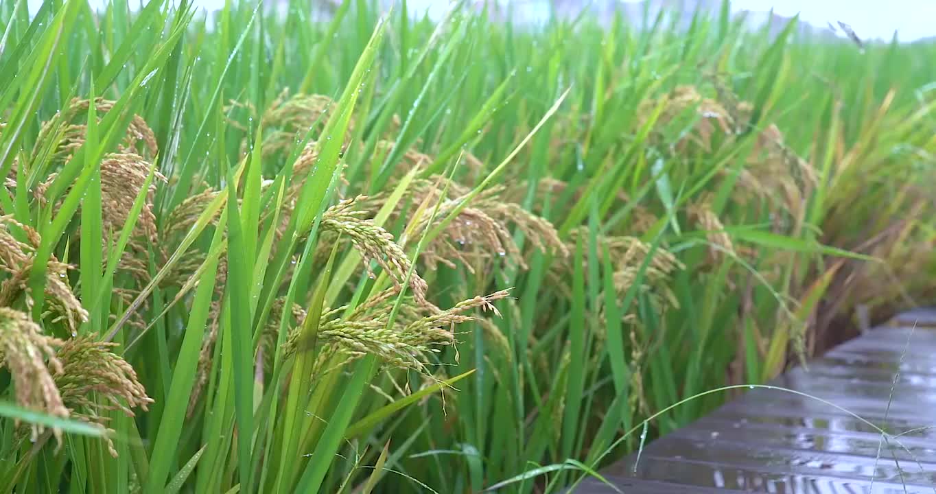 4K中景拍摄雨后微风中即将成熟的稻穗特写镜头视频素材