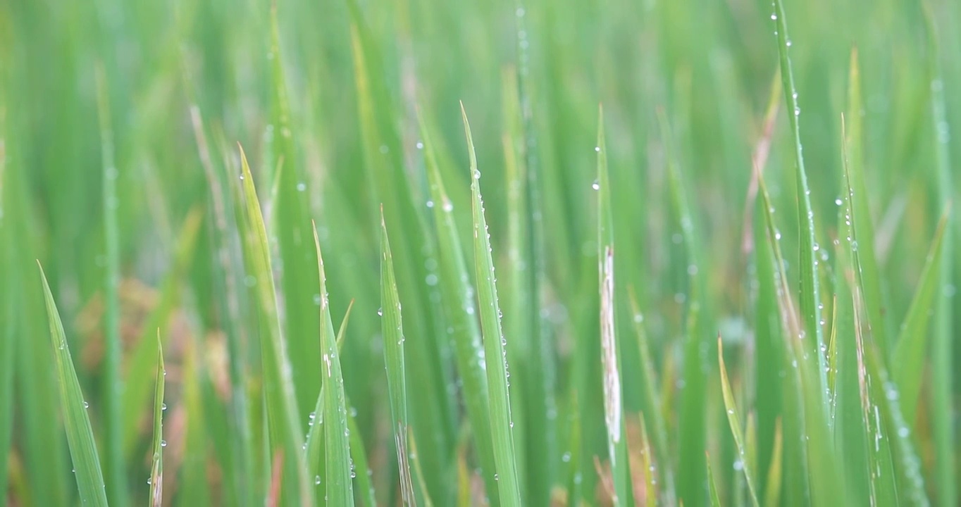 4K拍摄雨后麦穗上的水珠特写镜头视频素材