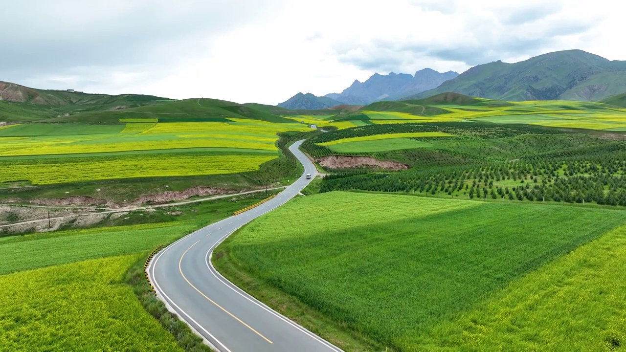 航拍青海卓尔山风景，门源油菜花田视频素材