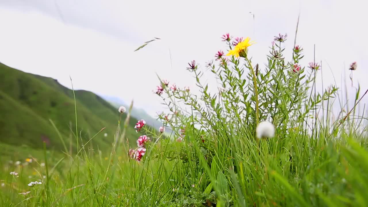 草原蓝天白云野花视频素材