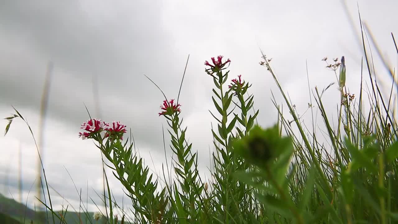 草原蓝天白云野花视频素材