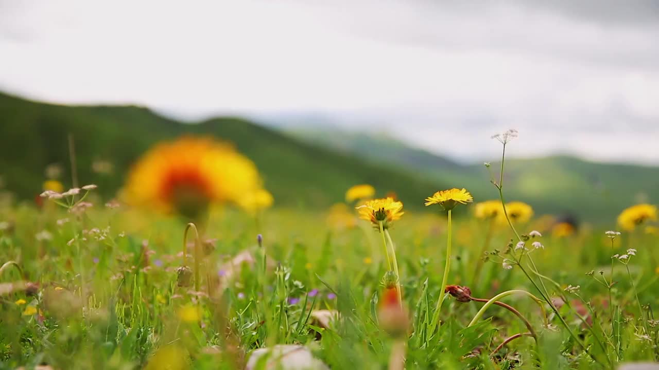 草原蓝天白云野花视频素材