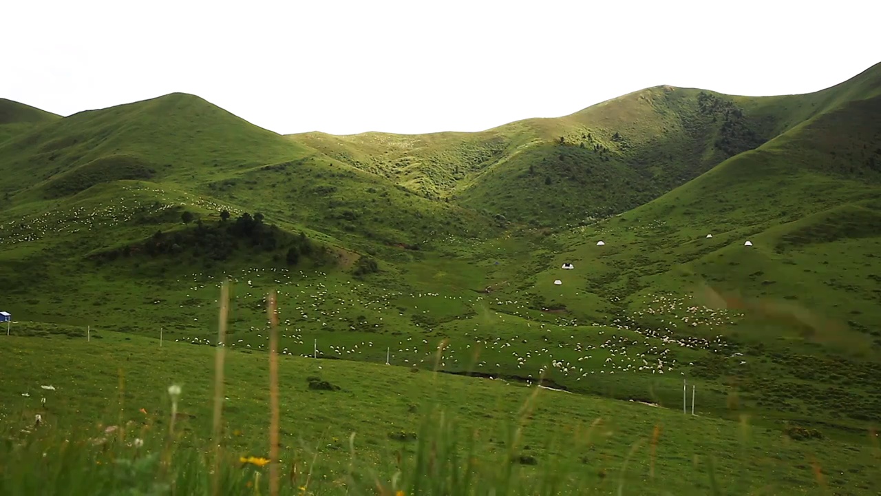 草原山坡羊群视频素材