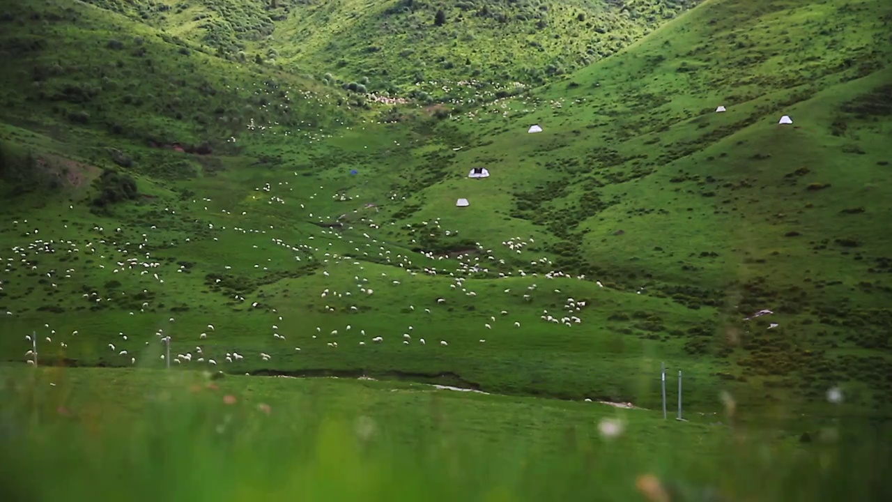 草原山坡羊群视频素材