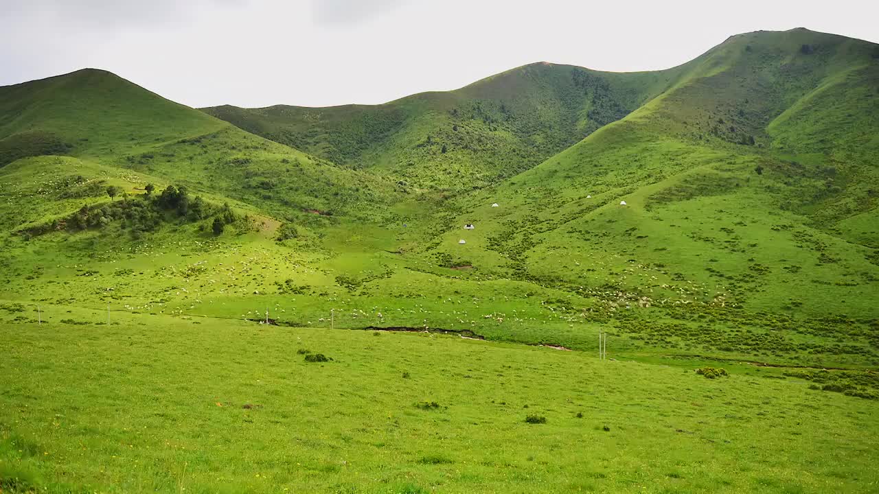 草原山坡羊群光影视频素材